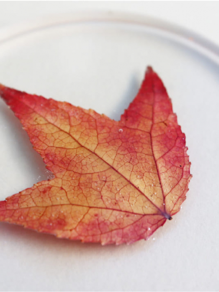 Dessous de verre Inclusion Feuilles d'Automne - Design Unique
