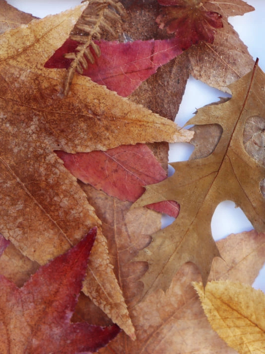 Tableau Résine Feuilles Naturelles | Décoration Murale Design
