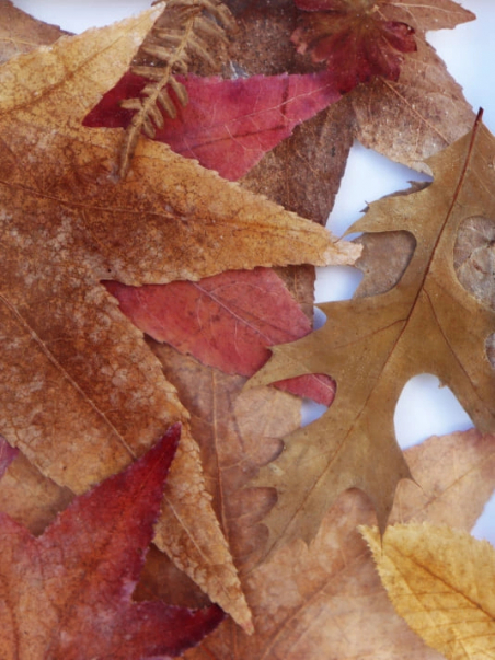 Tableau Décoration Murale Design inclusion Feuilles d'Automne