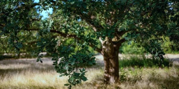 Les 5 essences de bois les plus utilisées dans l’ameublement artisanal